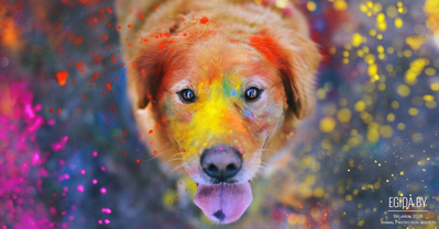 Способны ли собаки различать цвета?