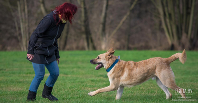Как научить собаку откликаться на прогулке