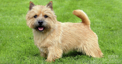 Норидж-терьер (Norwich Terrier)